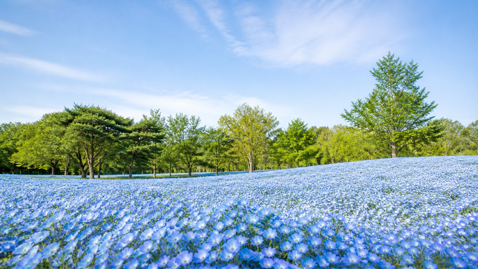 昭和記念公園のネモフィラの2026年見頃と開花状況