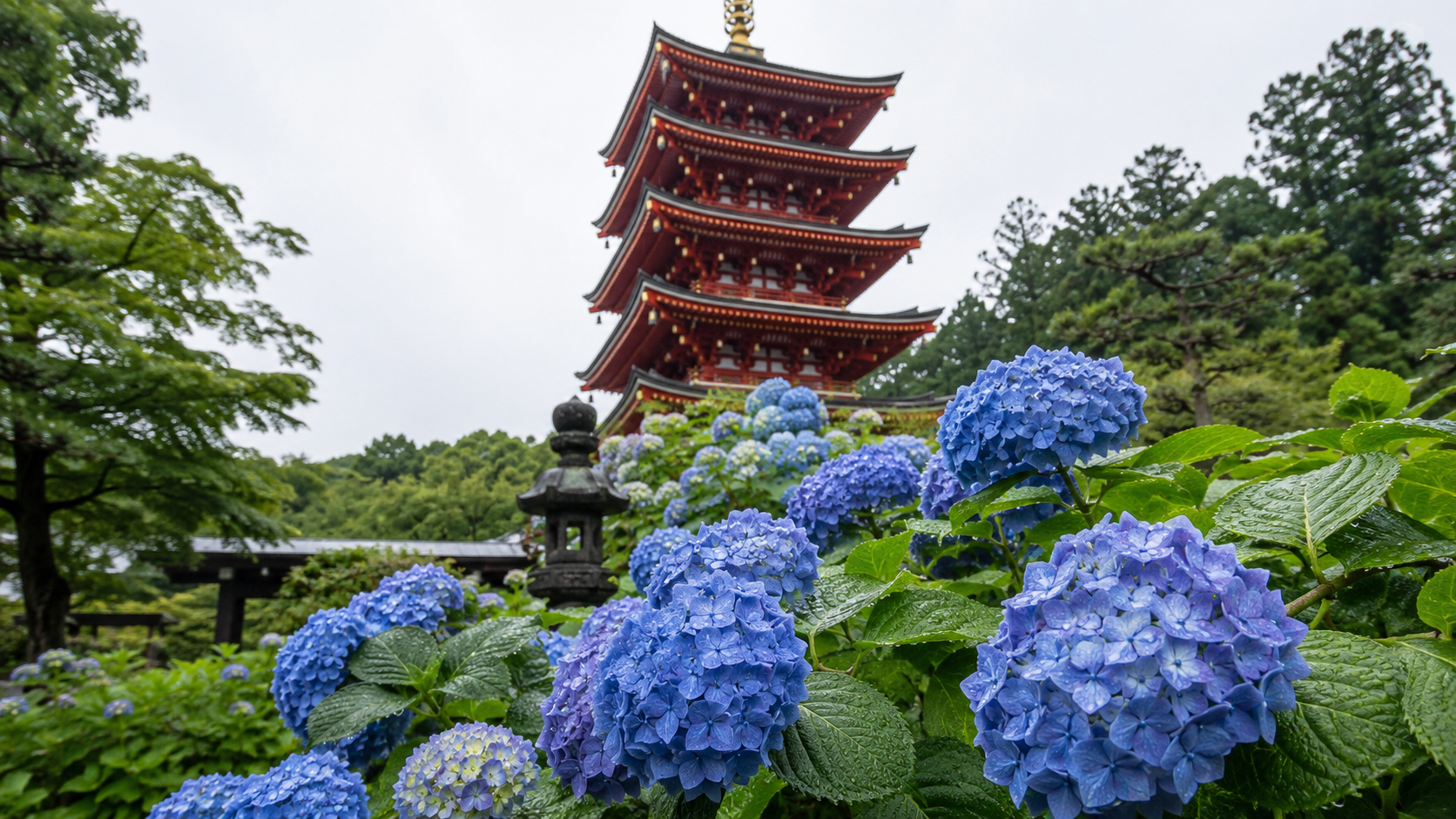 高幡不動のあじさいの見頃を示す山あじさいと西洋あじさいの風景